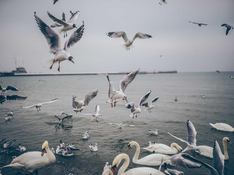 sudoku coloring method screenshot 2